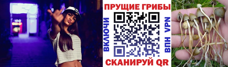 Галлюциногенные грибы Cubensis  ссылка на мегу зеркало  Элиста 